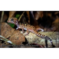 Gecko Leopardo de Costa Rica - Coleonyx mitratus